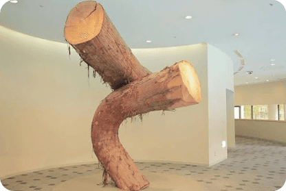 Bent Giant Cedar